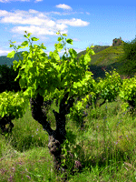 La Fontude Vigne Languedoc Vin Pays