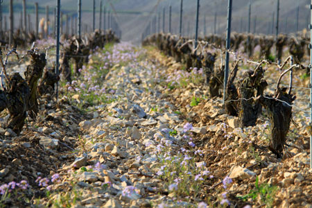 Rosette, parcelle de chablis, olivier de moor