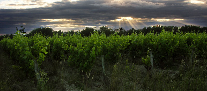 vignes-touraine-domaine-de-la-puannerie