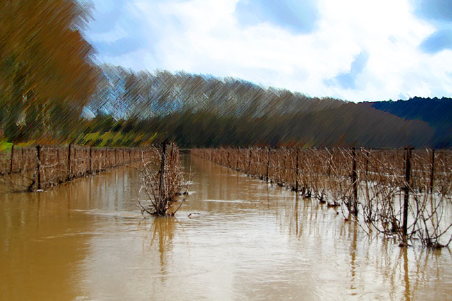 inondation-pezenas-vigne-languedoc