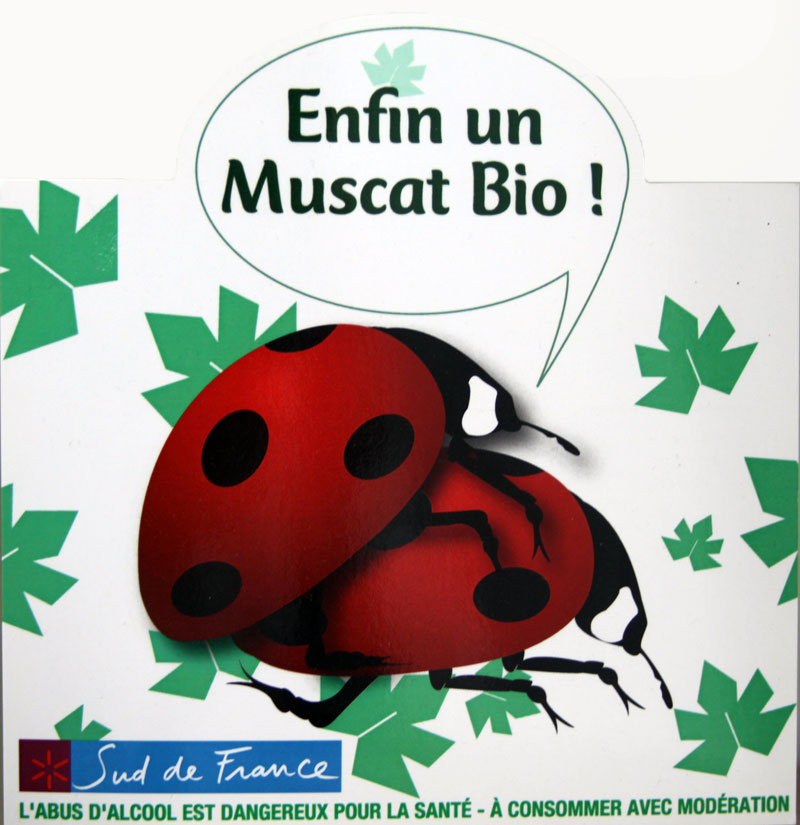 Les coccinnelles en pleine nature