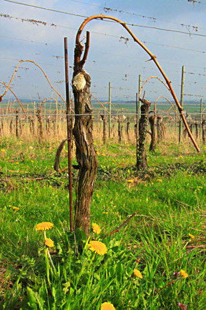 vigne en normandie