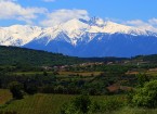 latourdefrance-vignes-canigou