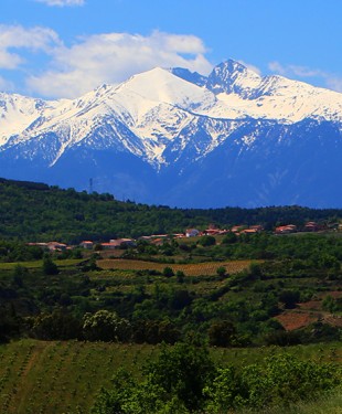 latourdefrance-vignes-canigou