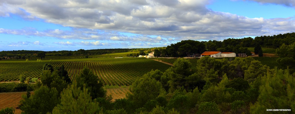 mas du novi panorama vigne languedoc étang de thau