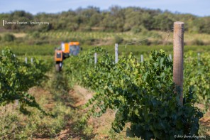IMG_3435-daurion-machine-vendanger-l