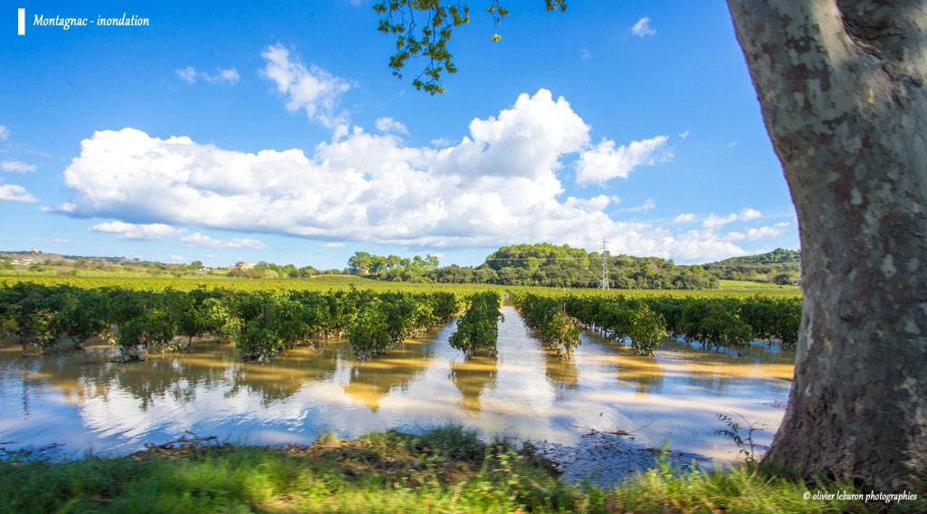 photo inondation vigne languedoc hérault montagnac