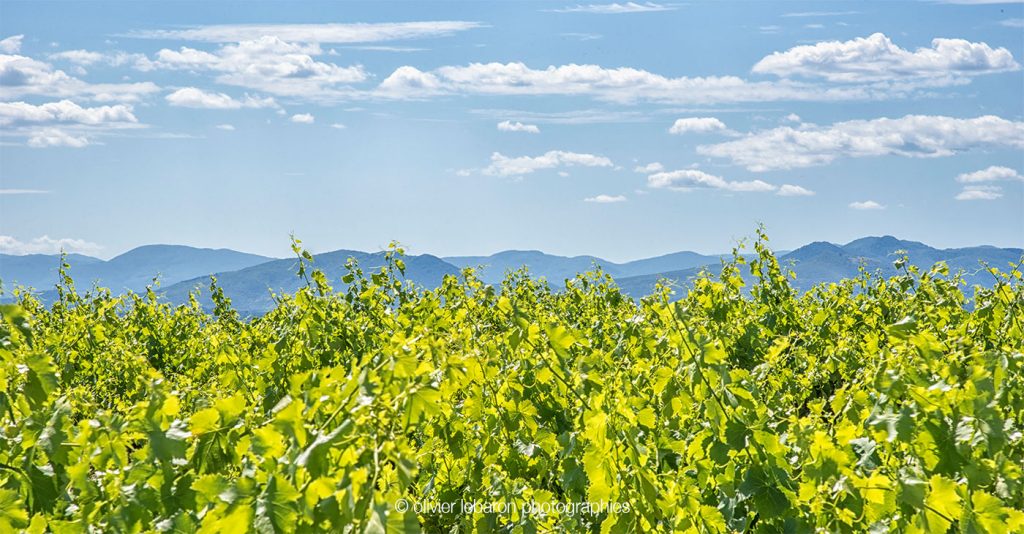 panorama terroir pezenas