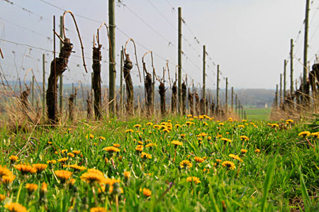 Les Arpents du Soleil, Gérard Samson, vigneron en Normandie au pays du Calvados