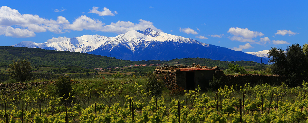 vigne tourisme