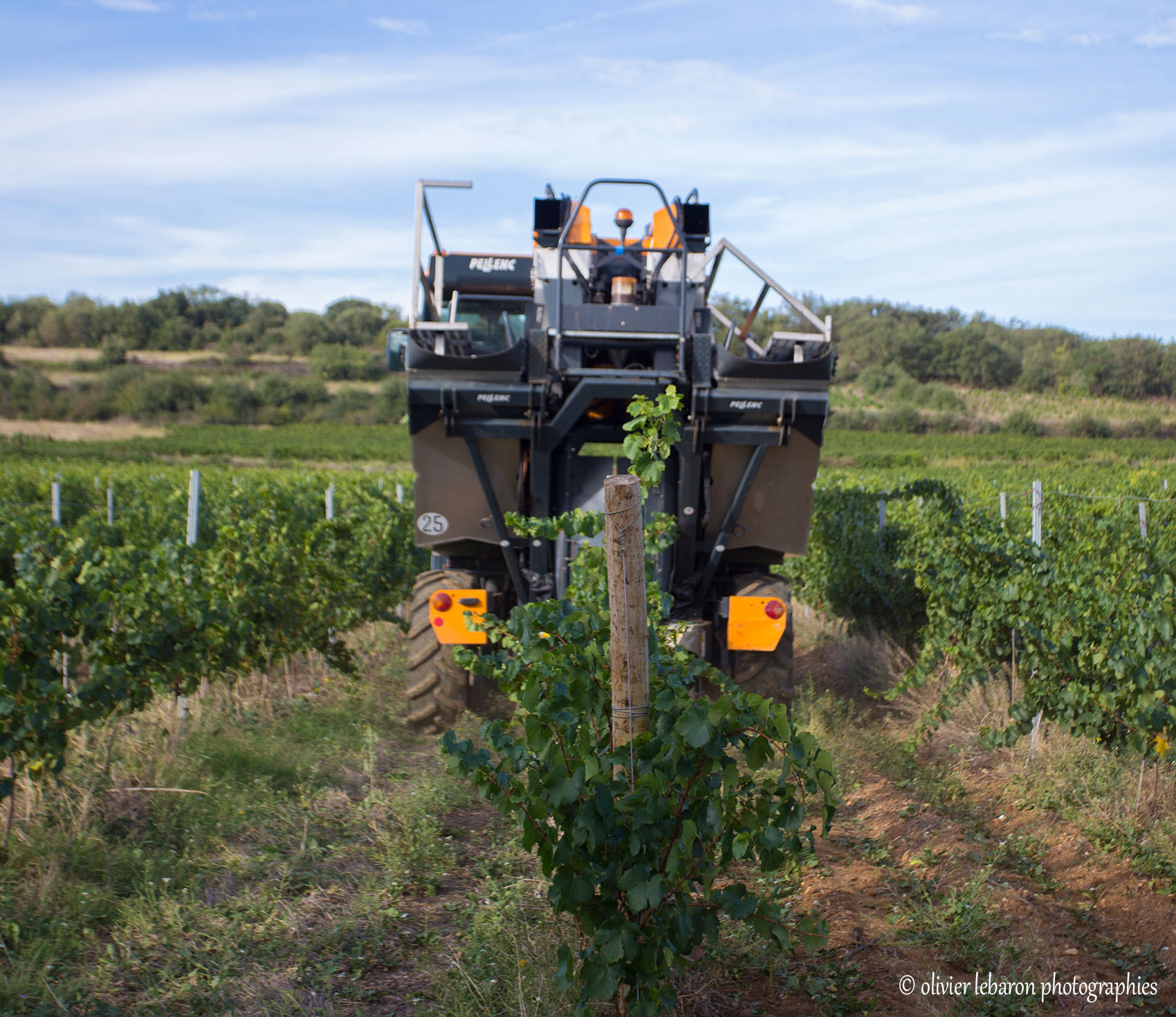 Vendanges Mécaniques dans les vignes