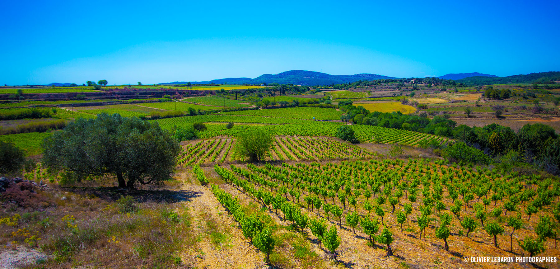 Route des vins en pays de Pézenas : un parcours théâtral sur les pas de Molière