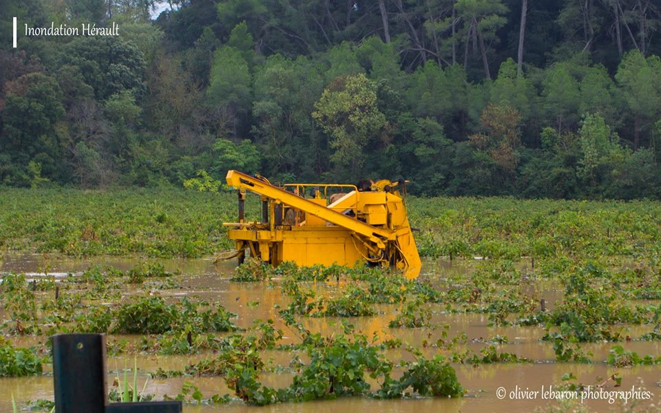 Fin de vendanges compliquée en Languedoc avec les inondations de l’hérault