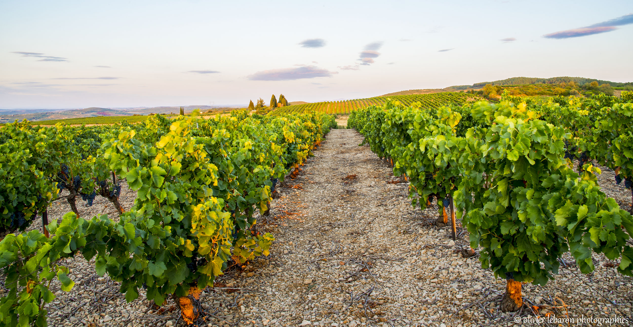 le vignoble de pezenas appellation du languedoc vin