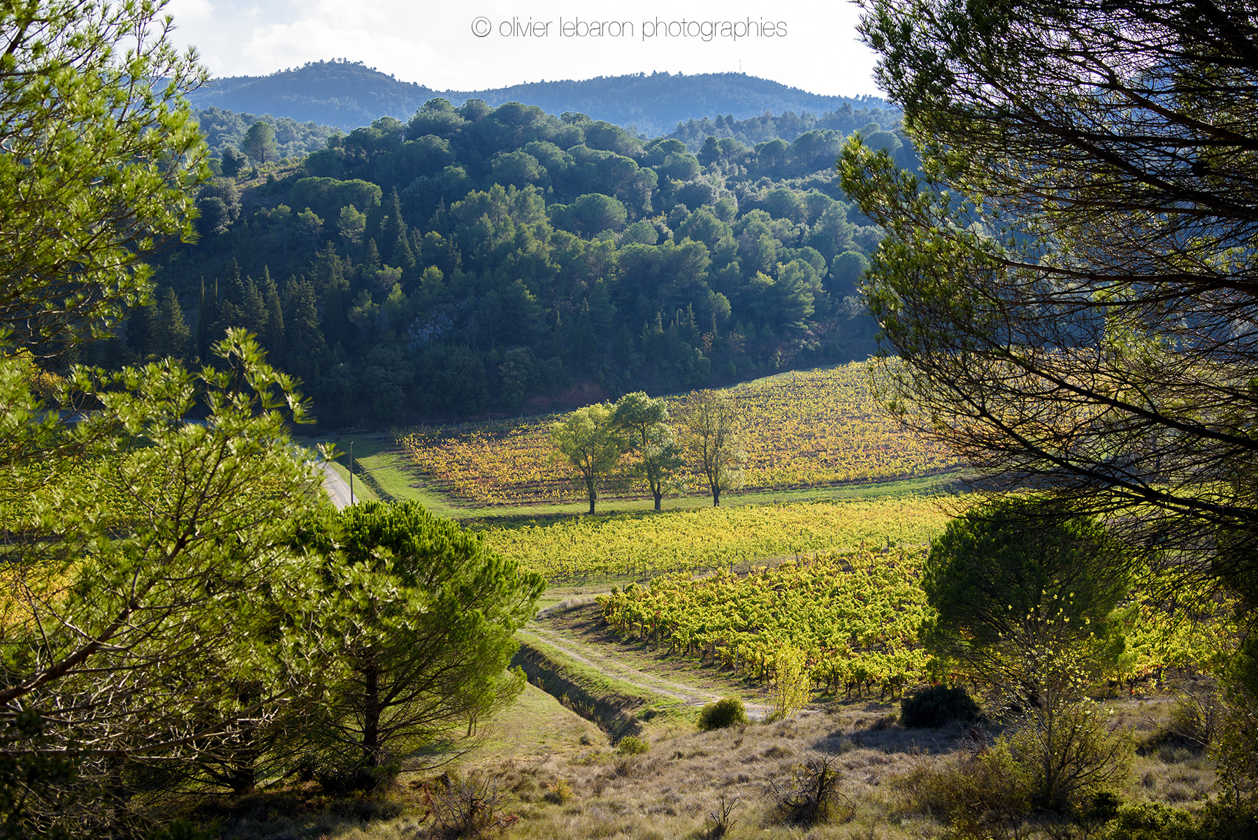 Les couleurs de l’automne dans le vignoble du Languedoc