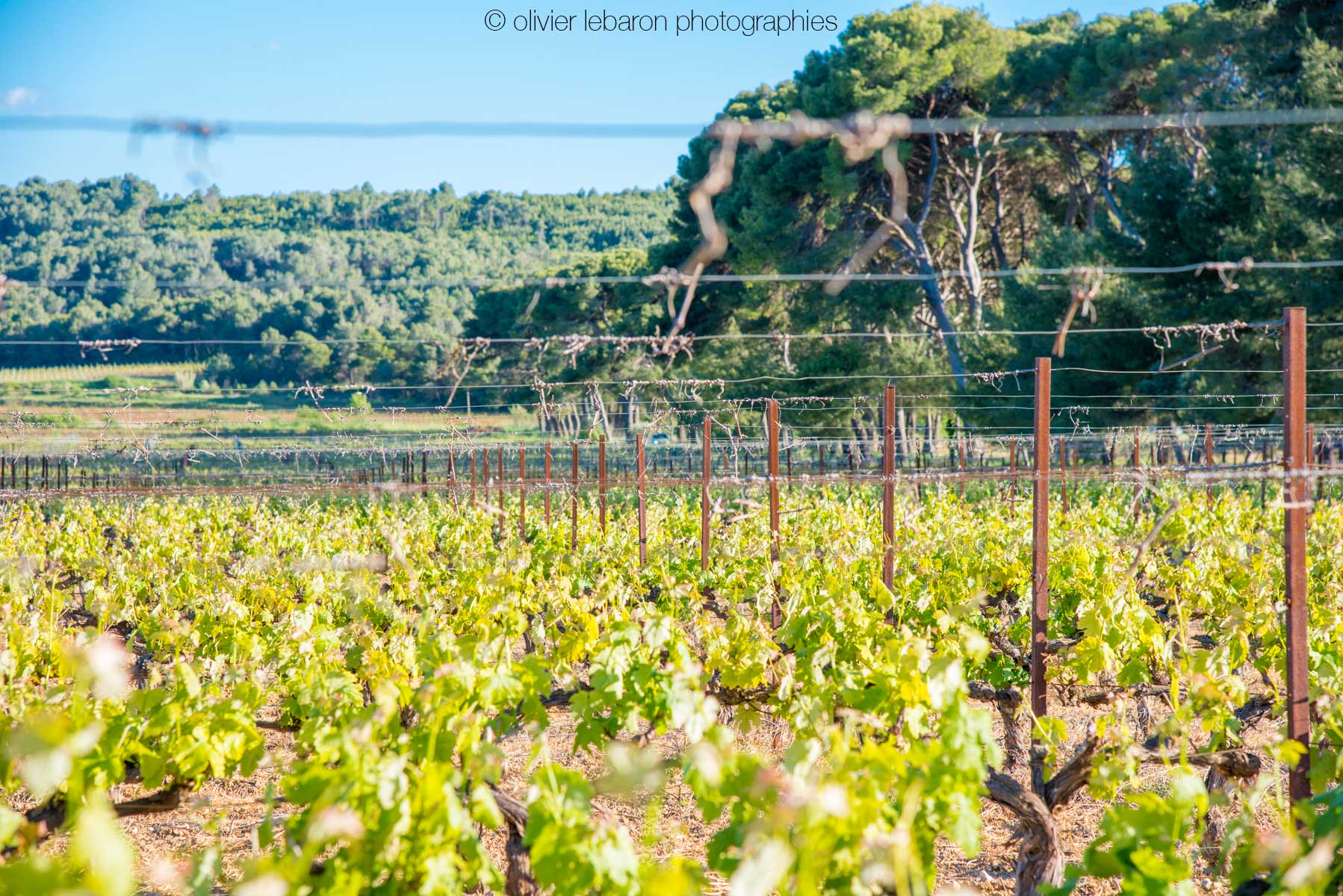 vigne avec fil de fer